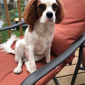 Meet your Posher, Paul